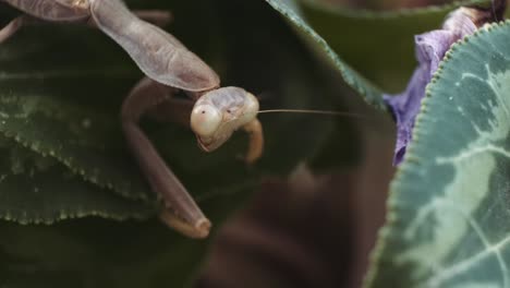 praying mantis crawling on green leaf of plant