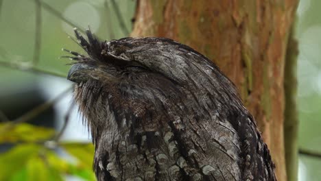 tawny frogmouth, podargidae, perched on branch, resting and sleeping during the day, camouflaged among the tree bark and woodland forest environment to avoid detection, extreme close up portrait shot