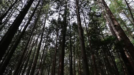 Noroeste-Pacífico,-Parque-Regional-Del-Espíritu-Del-Pacífico-En-Vancouver,-Columbia-Británica-Clip-De-Hermosos-árboles-Forestales