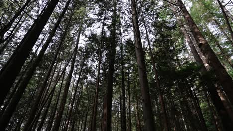 noroeste pacífico, parque regional del espíritu del pacífico en vancouver, columbia británica clip de hermosos árboles forestales