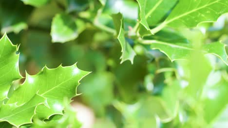 bright green ivy leaves move softly in sunlight, shallow depth of field, smooth camera motion