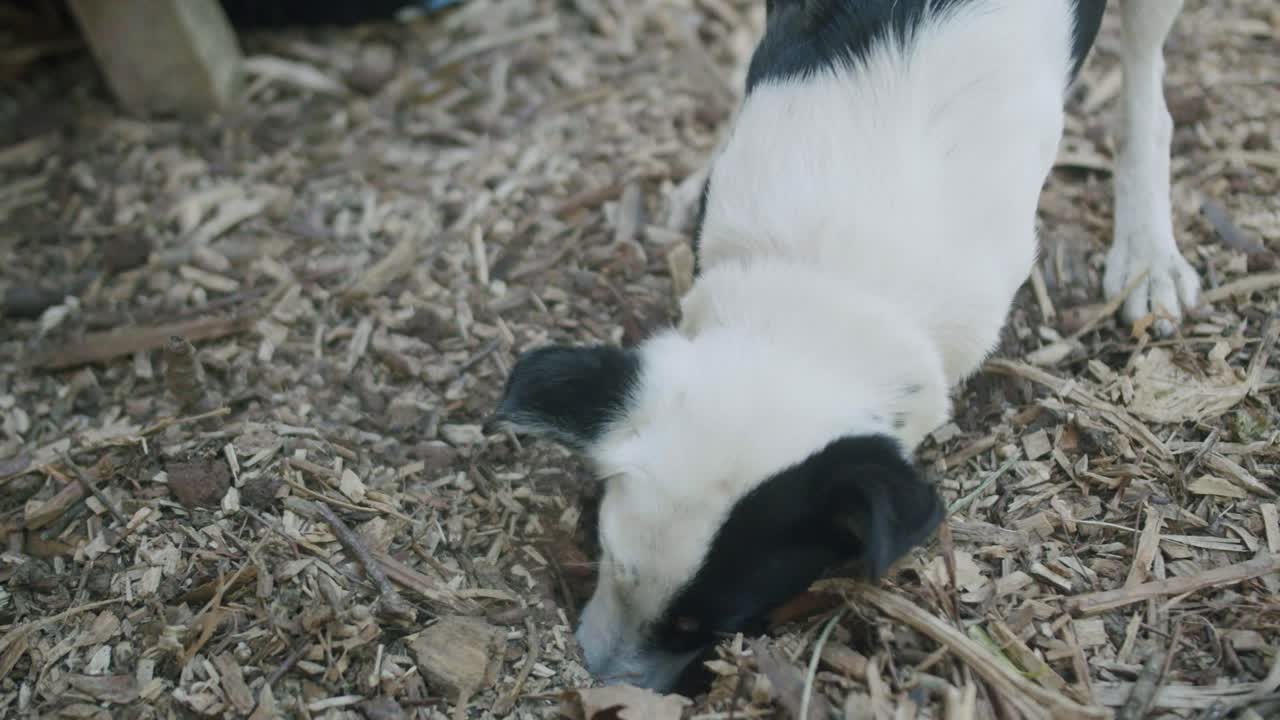 perro jack russel cavando un agujero en el jardín de astillas de madera