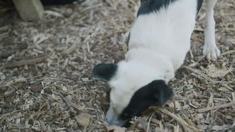 Jack-Russel-dog-digging-hole-in-wood-chip-garden