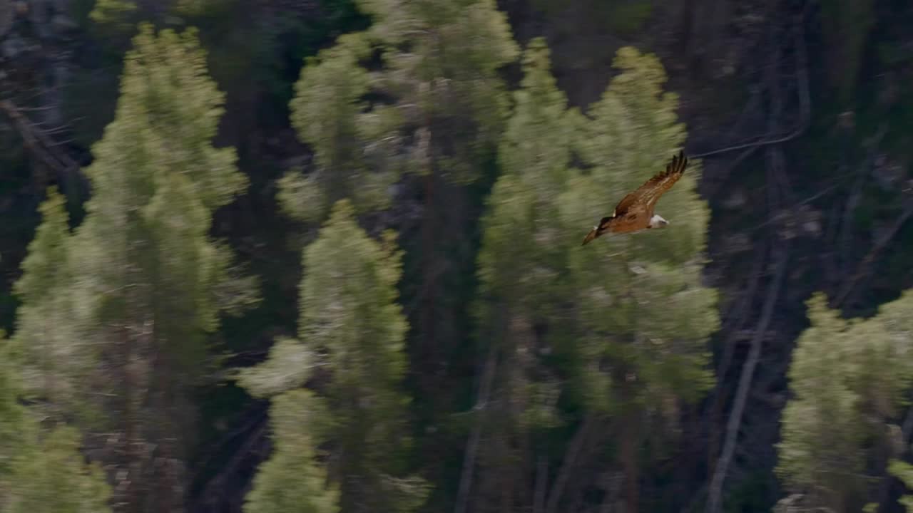 White vulture soaring over pine trees with rocky cliffs in the background, dramatic landscape