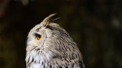 an owl turns its head against a blurred background