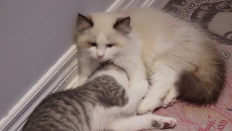 two kitten little cat cuddle together