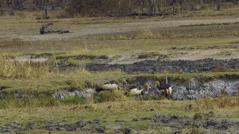 five crowned cranes walk left to right through dry grass in african savannah. camera pan following the movement of the birds.
