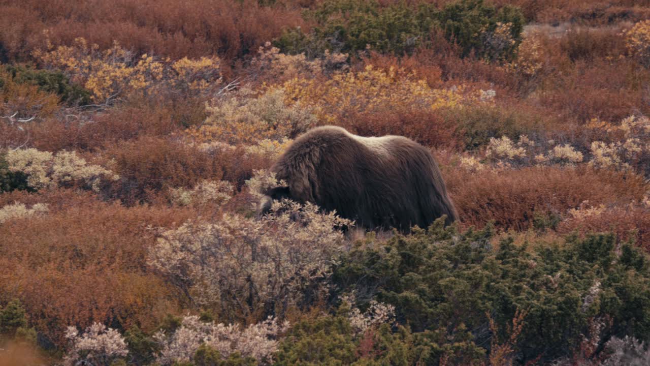 buey almizclero toro caminando y alimentándose de tundra en colores de follaje de otoño en dovrefjell, noruega - ancho