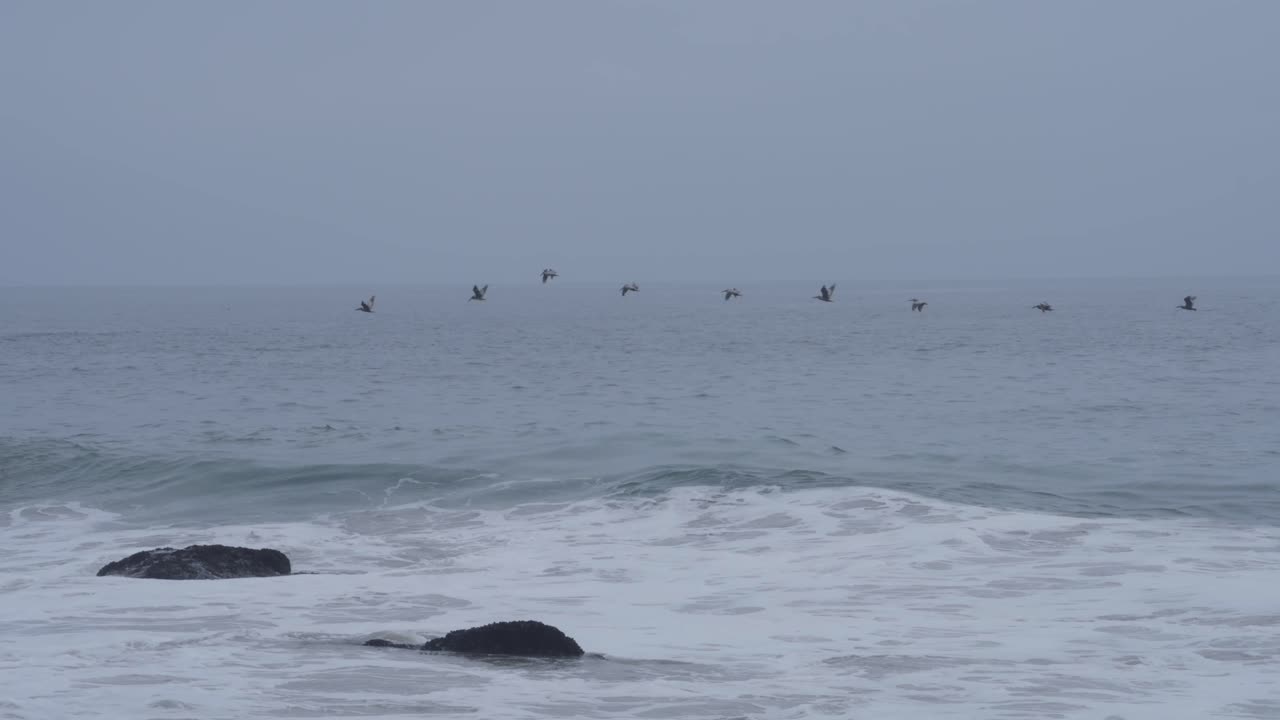 캘리포니아 말리부 해안에서 평온한 바다 파도 위에 우아하게 미끄러지는 펠리칸의 조용한 장면.