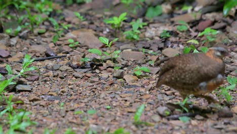 visto moviéndose hacia la derecha y delante ya fuera de foco, perdiz de pecho escamoso tropicoperdix chloropus, tailandia