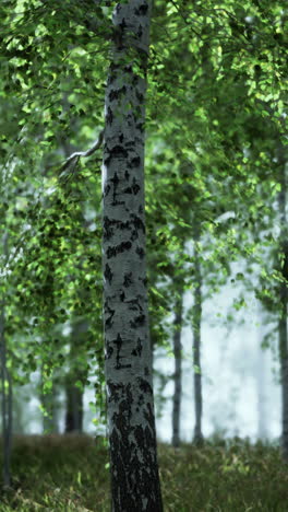árbol de abedul en un bosque de niebla