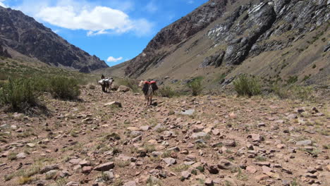 mules carrying luggage for climbers on aconcagua running up the valley