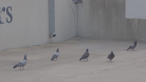 Pigeons-walking-around-parking-garage-in-Austin,-Texas