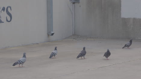 Palomas-Caminando-Por-El-Estacionamiento-En-Austin,-Texas