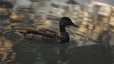 duck swimming in the lake of banyoles at sunset in catalonia, spain