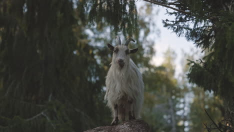 white mountain goat ruminating among coniferous trees, staring directly