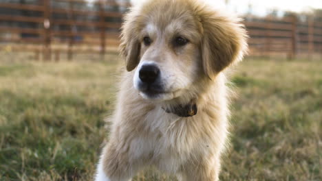 Primer-Plano-De-Un-Cachorro-De-Los-Pirineos-De-Anatolia-Lamiendo-El-Labio-En-La-Pradera