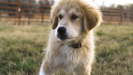 primer plano de los pirineos anatolianos cachorro lamendo el labio en el prado