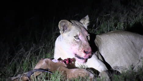 lioness devours the carcass of an impala following a night hunt