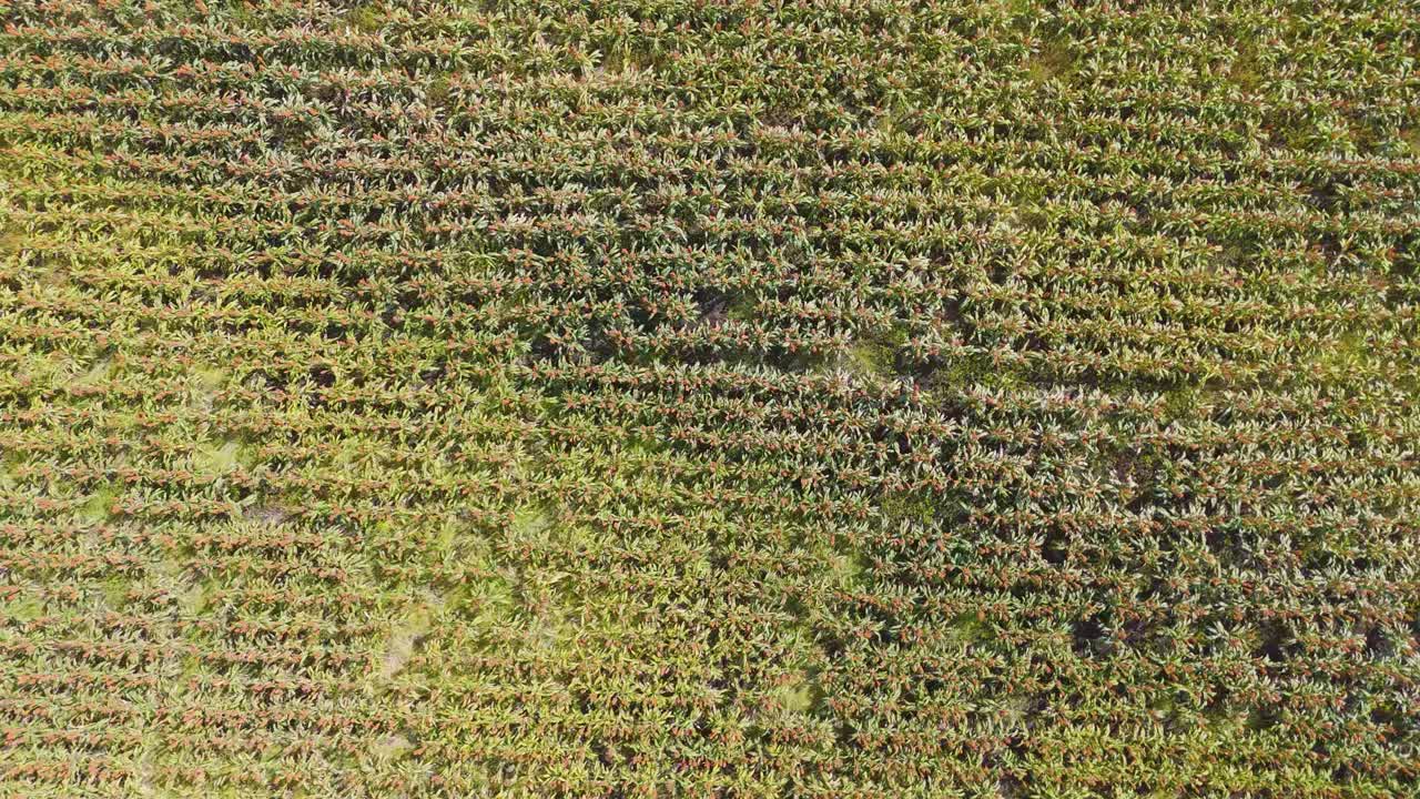 drones capturan extensos campos de maíz y sorgo australianos