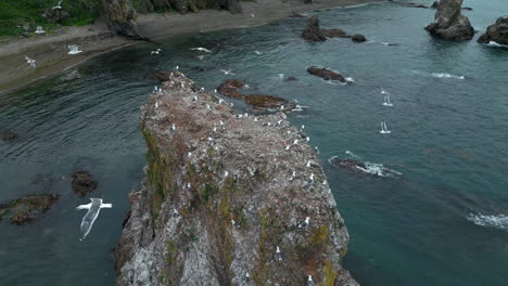 coastal rocky outcrop with gulls