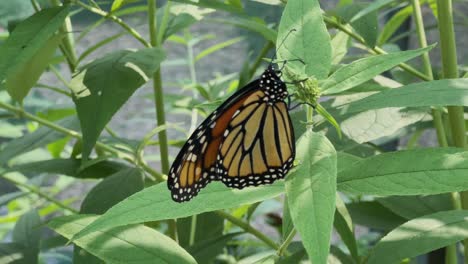 Mariposa-Monarca-Sentada-En-La-Vegetación,-De-Cerca