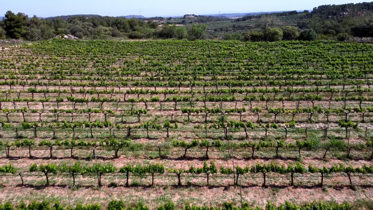 Beautiful drone view of a green field of vines on a sunny day in Catalunya, Spain