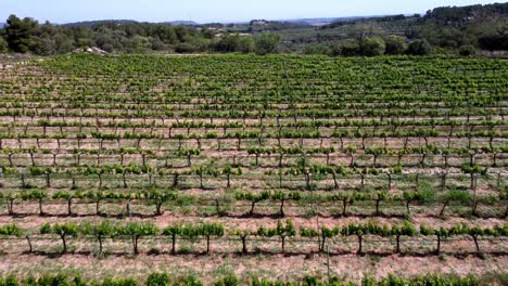 hermosa vista de un drone de un campo verde de viñas en un día soleado en cataluña, españa