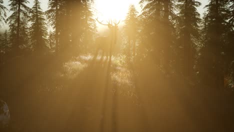 Hirschmännchen-Im-Wald-Bei-Sonnenuntergang