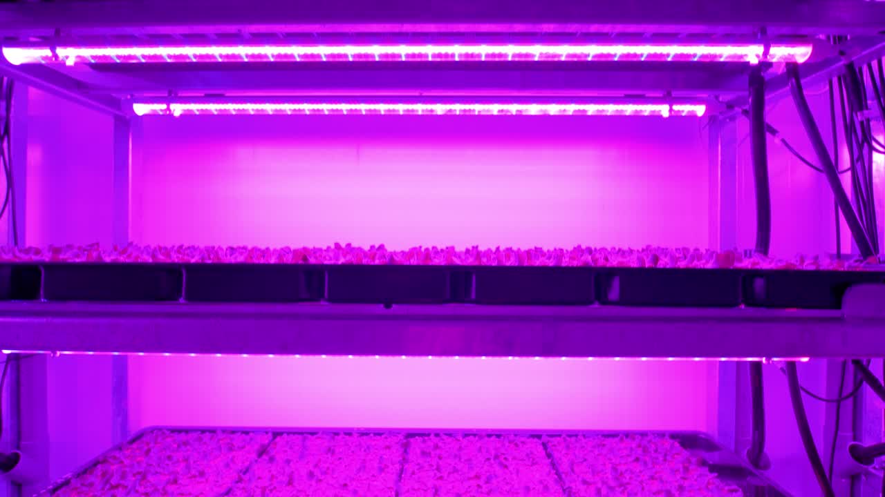 la agricultura vertical implica el cultivo de cultivos alimentarios en capas apiladas verticalmente