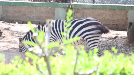 Lone-zebra-standing-under-a-tree-and-grazing-grass-in-a-zoological-park