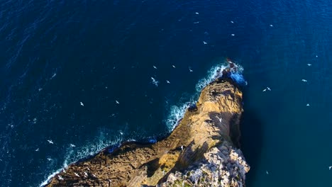 Luftaufnahme-Einer-Kleinen-Insel-Mit-In-Gruppen-Fliegenden-Möwen-In-Ain-Témouchent,-Algerien