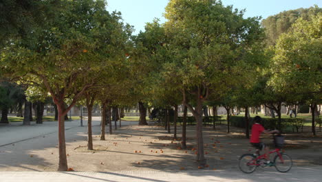 árboles de naranja con frutas en el suelo en el parque de la ciudad