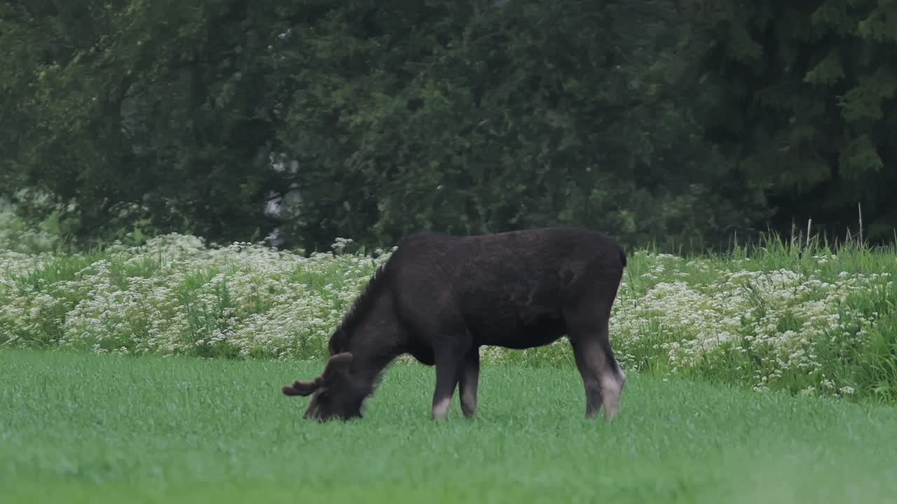 Norwegian Wildlife: Young Moose Eating Grass in Wilderness