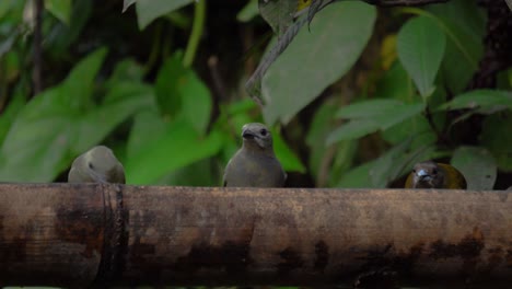 three birds, among them is a cherrie's tanager , feeding on a tree's branch