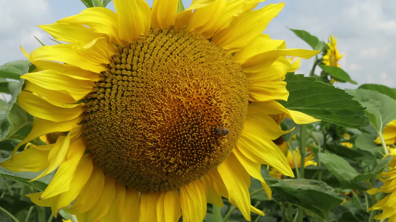 아름다운 노란색 꽃 클로즈업