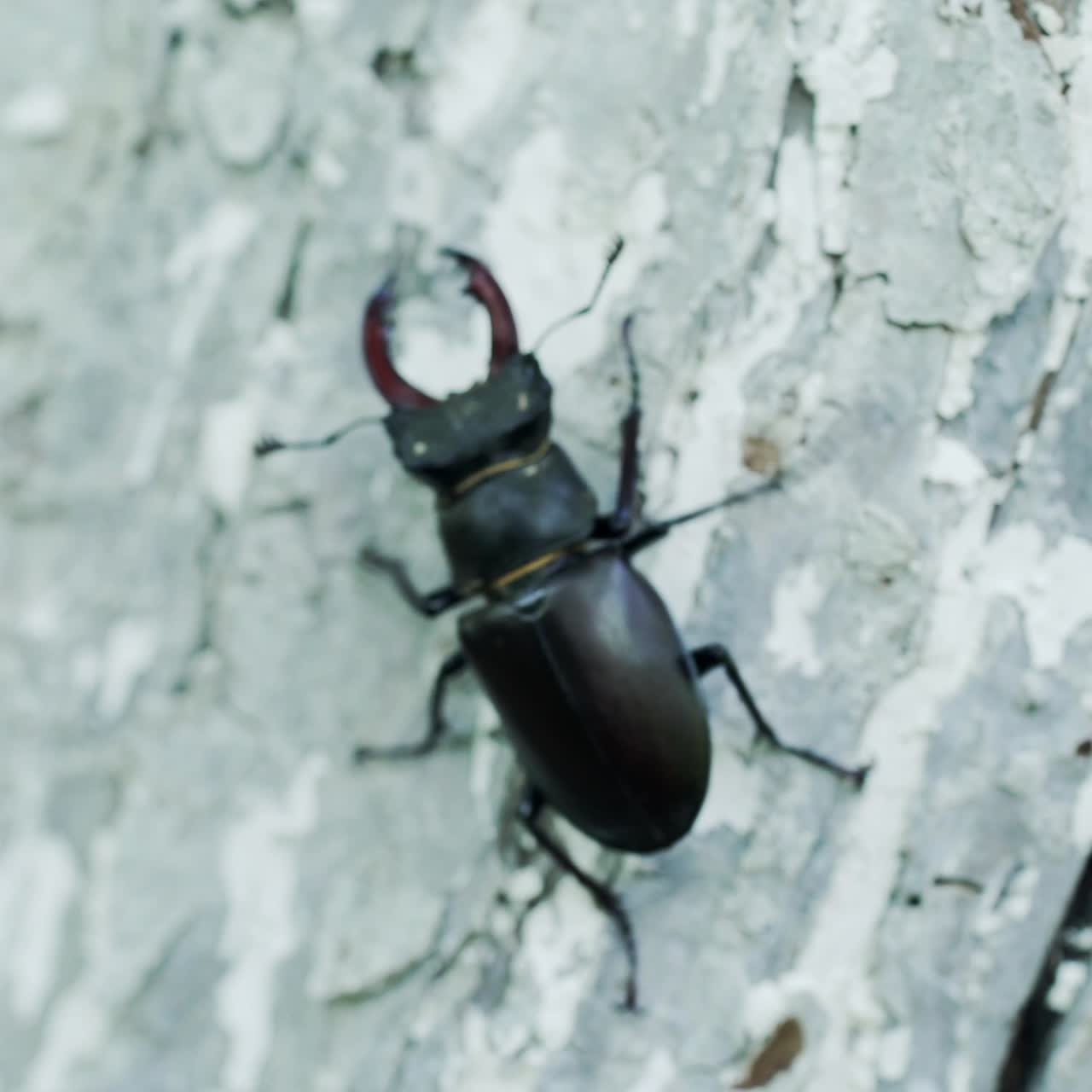 Beetle deer in the wild. Insect stag beetle. Stag-beetle crawling on a tree.