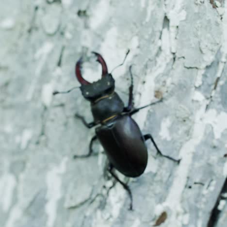 beetle deer in the wild. insect stag beetle. stag-beetle crawling on a tree.