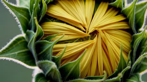 close-up of an unfurling sunflower bud