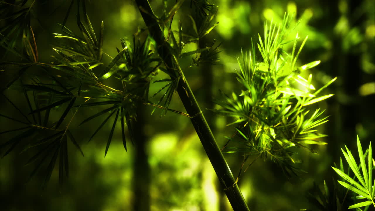 Lush green bamboo forest illuminated by soft sunlight in the afternoon