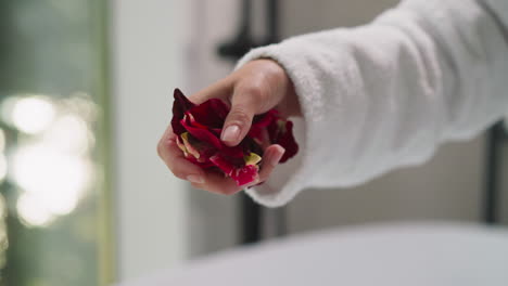 woman adds handful of rose petals into bathtub closeup. lady in cozy bathrobe throws aromatic flowers in foamy water preparing romantic atmosphere. spa ritual