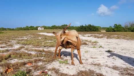 brown tied goat on white sand beach caribbean island crasqui island, tameable concept