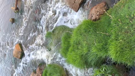 flowing water in a river with rocks full of green grass, vertical view