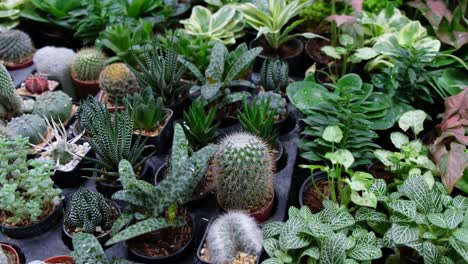 Assorted-plants-in-small-pots,-cactus,-aloe-vera,-and-other-decorative-plants-sold-in-a-shop-in-Bangkok,-Thailand