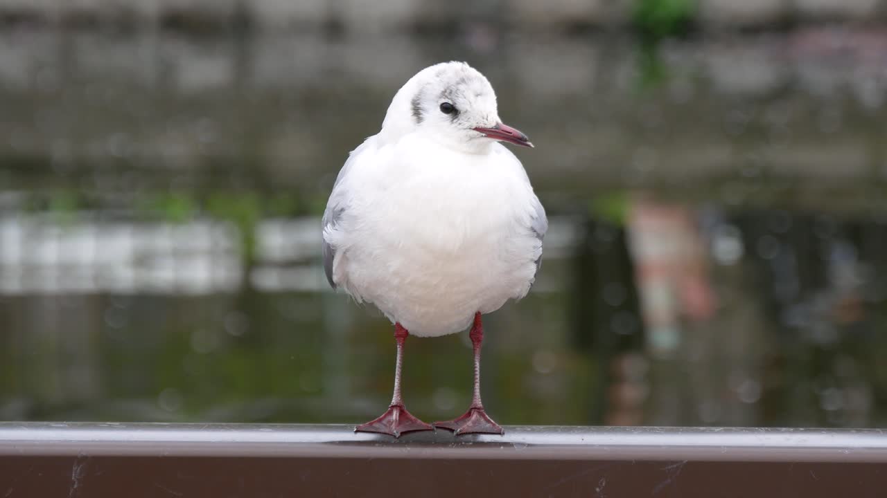 Un sereno primo piano di un uccello bianco che si liscia attentamente le ali mentre è appollaiato su una sporgenza che si affaccia su un tranquillo canale in Giappone, Asia