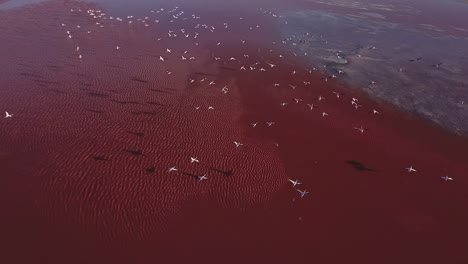 Die-Raue-Schönheit-Der-Laguna-De-Canapa,-Die-Eleganz-Der-Flamingos,-Die-In-Den-Farben-Der-Untergehenden-Sonne-Fliegen