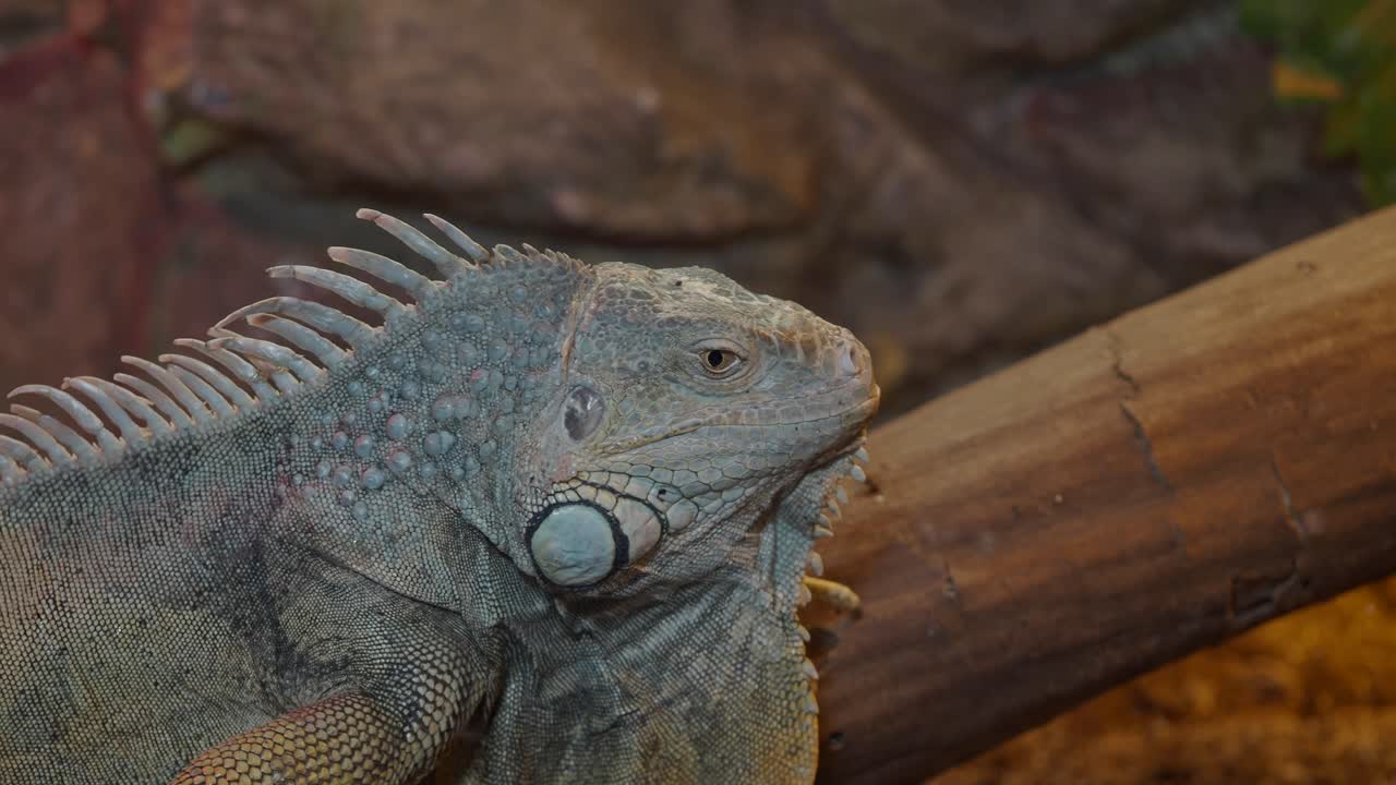 un primer plano de una iguana