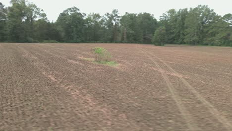 moving around a single bush in a plowed barren field