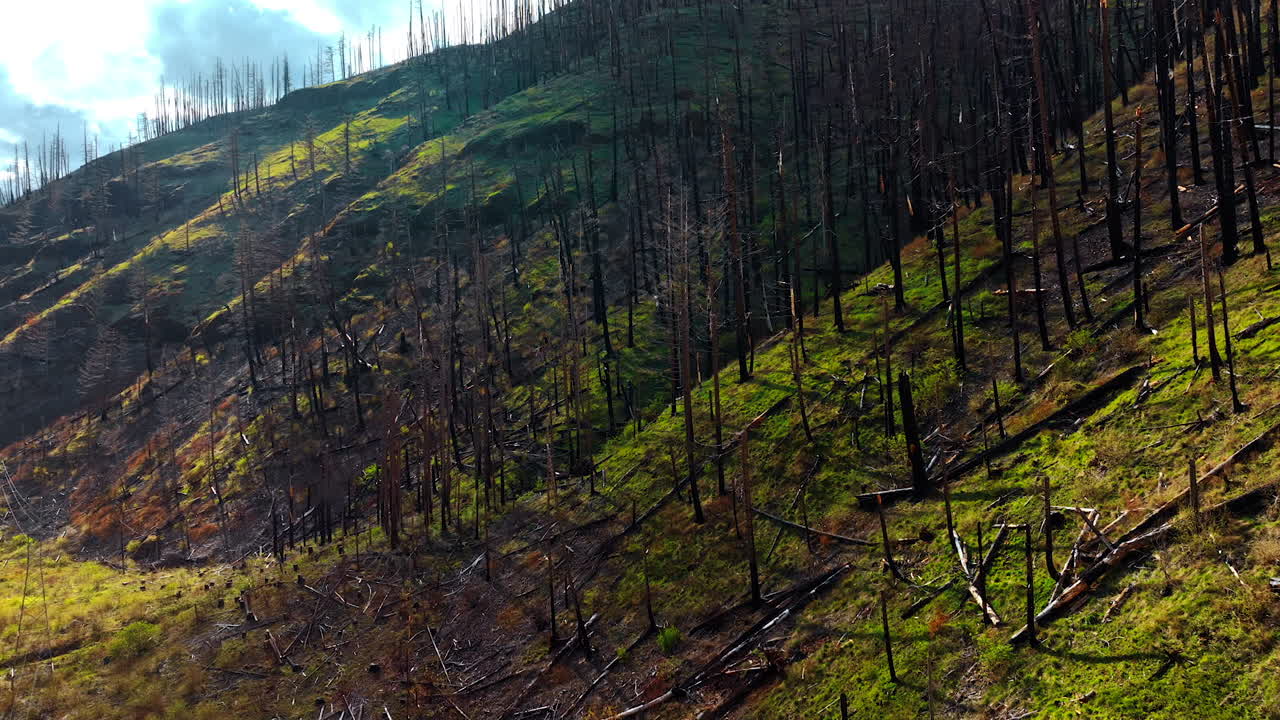 Approaching the dark dry burnt tree trunks standing on the slopes of the bare mountains. Highway is at the foot of the rocks. Oregon wilderness from top view.