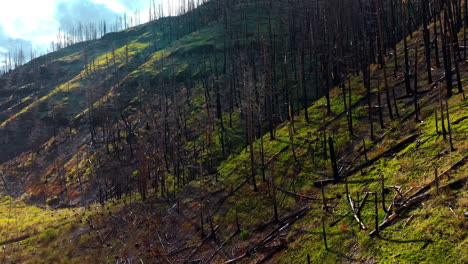 approaching the dark dry burnt tree trunks standing on the slopes of the bare mountains. highway is at the foot of the rocks. oregon wilderness from top view.